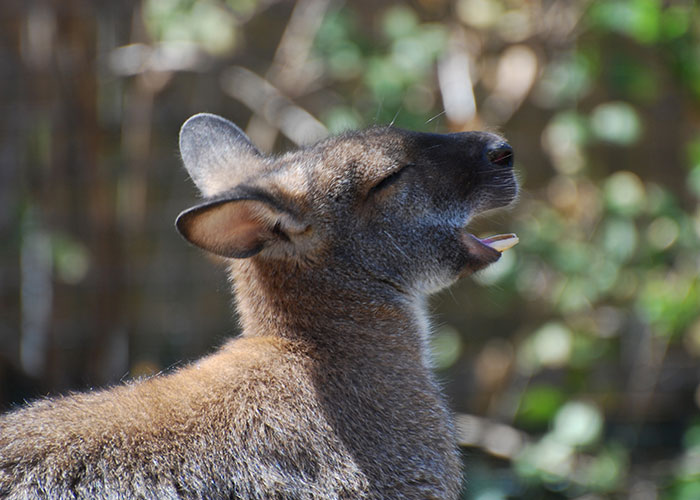 Kangaroo with mouth open, symbolizing common myths about countries and cultures.