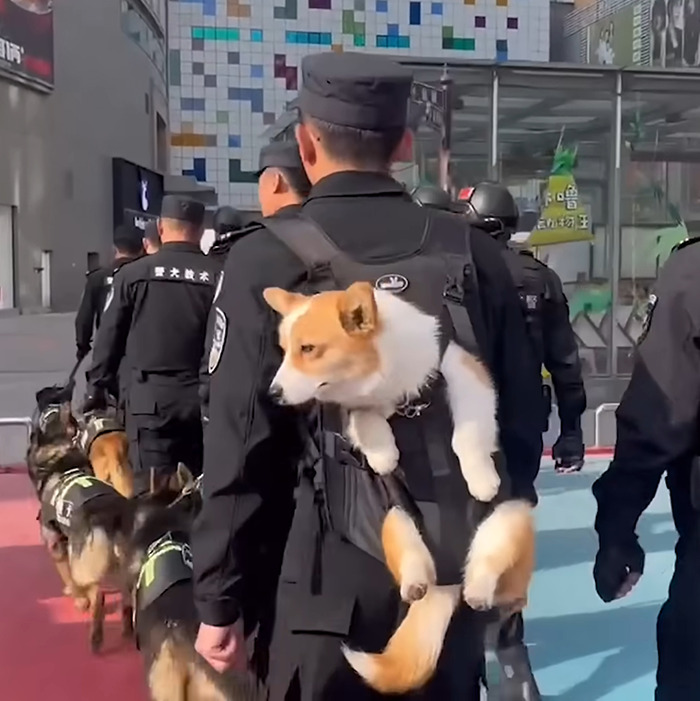 Police officers walking with a Corgi dog in a harness, highlighting controversy over police dog treatment.