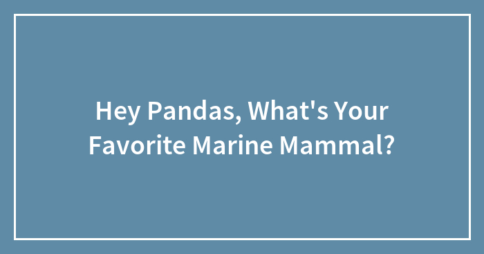 Hey Pandas, What’s Your Favorite Marine Mammal?