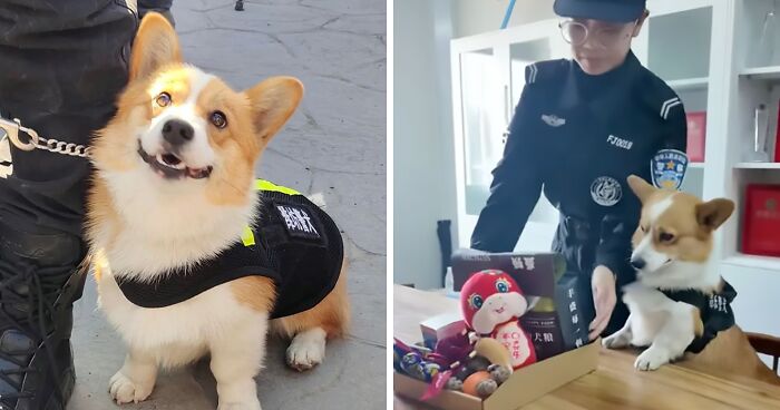 “This Is Cruelty!”: Outrage After Corgi Police Dog Gets ‘Punished’ For Sleeping On Duty
