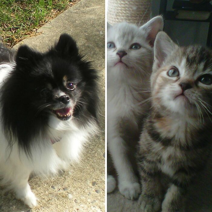 Hey Pandas, Share A Picture To That Might Brighten Someone’s Mood (Closed)