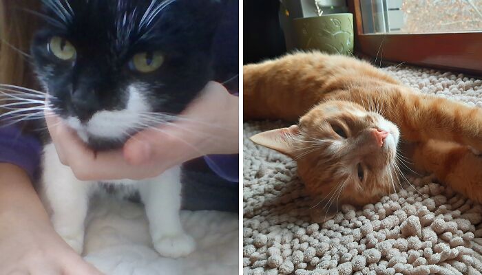 Hey Pandas, Post Your Funny Or Adorable Cat Pictures That You Took