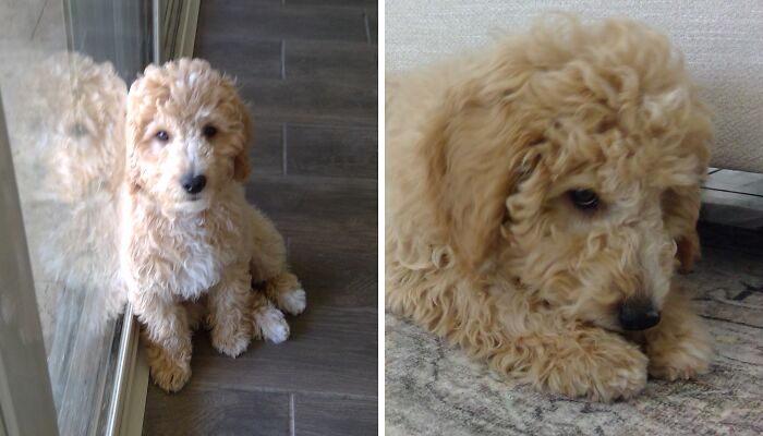 Hey Pandas, Please Try To Draw My Dog