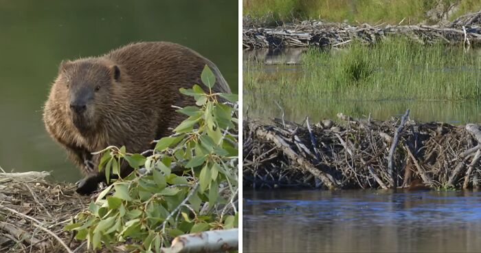 People Stunned As Beavers Complete $1.2M Project That Government Couldn’t In 7 Years