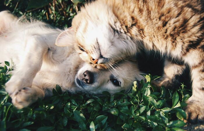 Hey Pandas, Post A Picture Of Unbelievable Animal Friendships That Melted Your Heart (Closed)