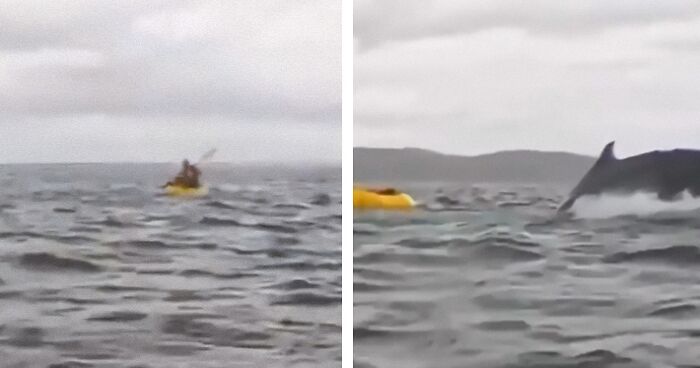 Dad Records His Son Getting Swallowed By A Whale, Now The Son Shares His Incredible Survival Story