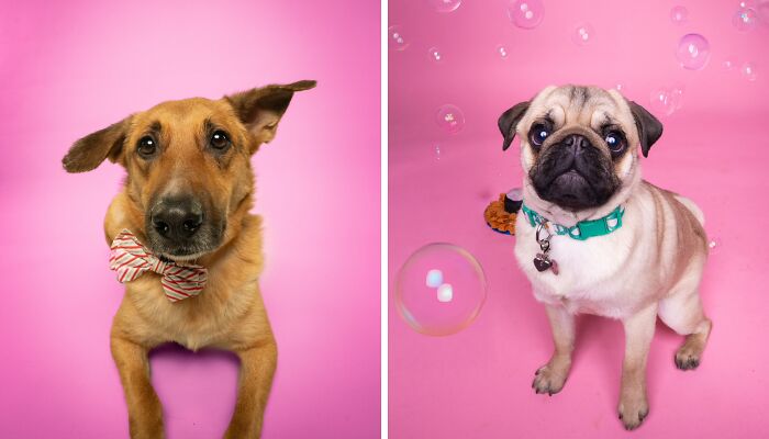 We Made A Photoshoot With Adorable Dogs Ready To Be Your Valentine