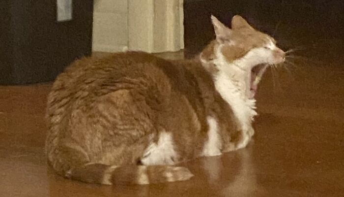 Hey Pandas, Please Post The Weirdest Pic Of Your Cat