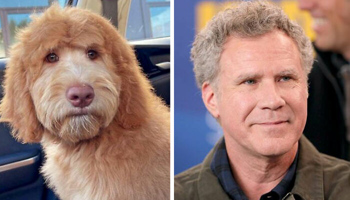 I Found Dogs That Look Incredibly Similar To Some Celebrities (9 Pics)