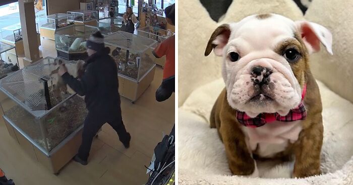 “This Makes Me Sick!”: Thieves Fake Seizure To Steal Puppies In Disturbing Robbery