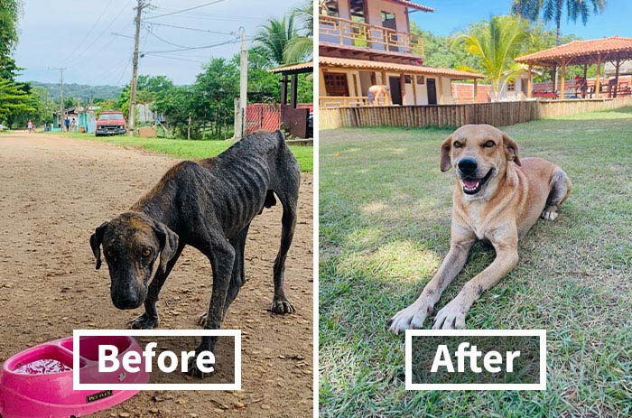 This Family’s Adventure Took An Unexpected Turn When They Saved A Stray Dog In Need