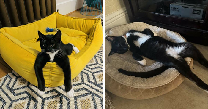 Looking Sophisticated Was Never Meant To Be This Hilarious And These 47 Tuxedo Cats Are Proof