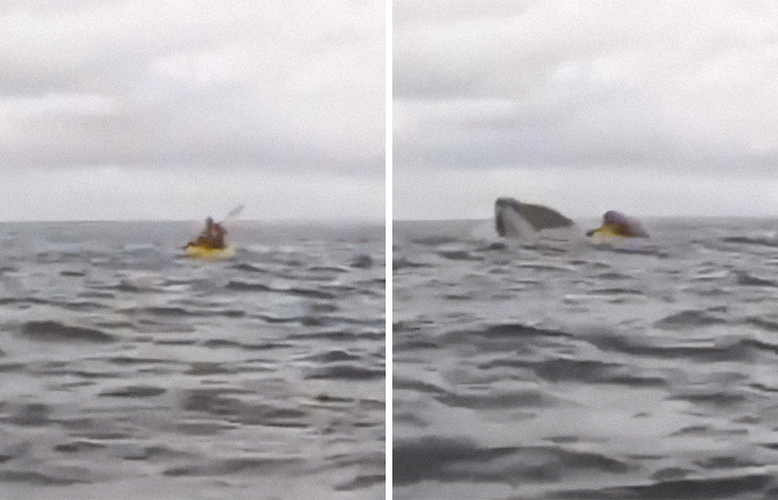 Father captures son's close encounter with a whale while kayaking in the ocean, son shares survival story.