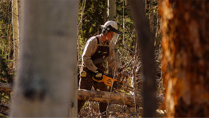 Person using a chainsaw in a forest, wearing protective gear. Dark forest story ambiance.