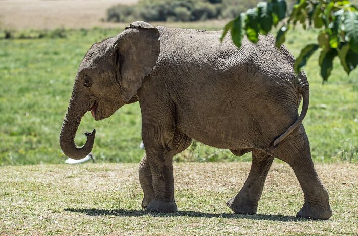 Adorable baby elephant walking in a grassy field, showcasing fun animal facts with its playful trunk.