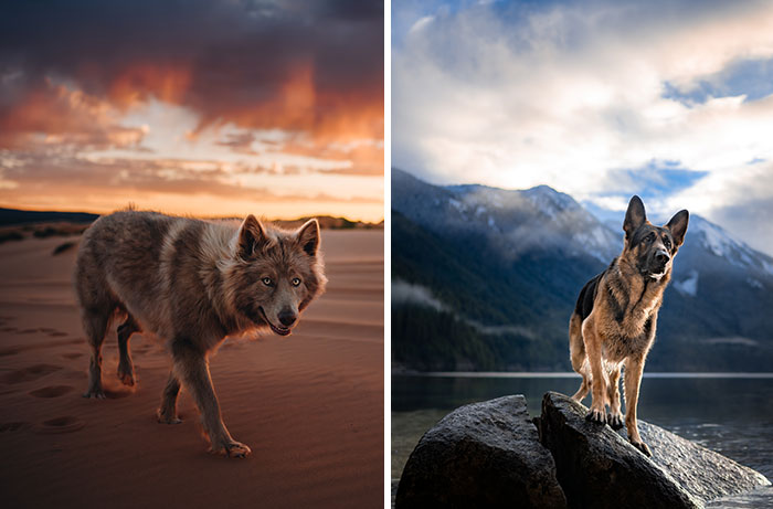 I Am A Pet Photographer From British Columbia, And Here Are 10 Of My Favorite Dog Shots