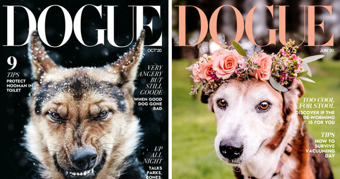 40 Hilarious And Heartwarming Pics Of Dogs Modeling Cutting-Edge Pet Styles