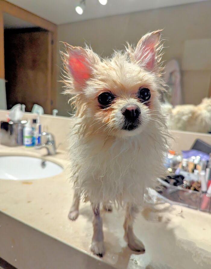 Doku The Wet Pomeranian