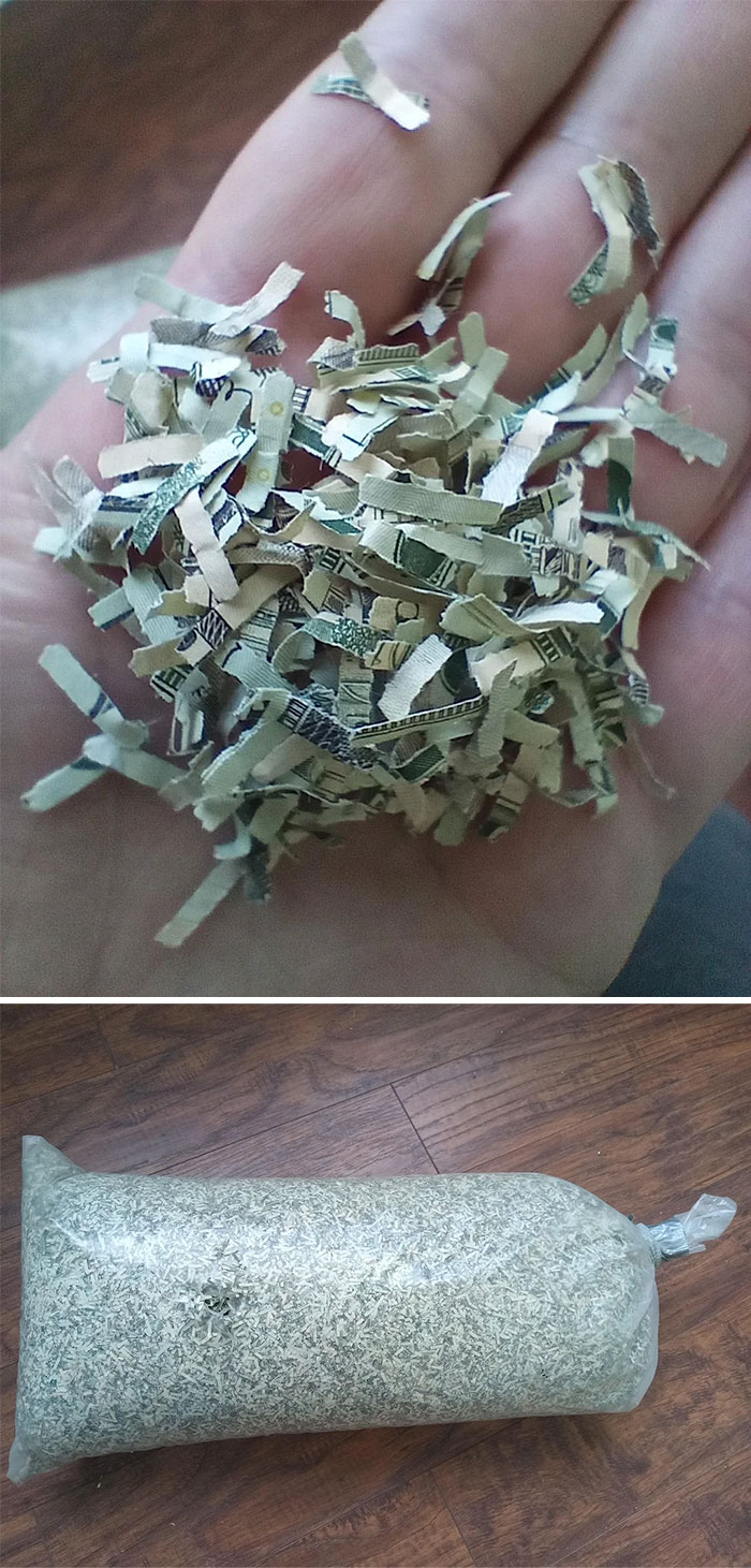 Shredded money found during dumpster diving, close-up in hand and packed in a clear bag.