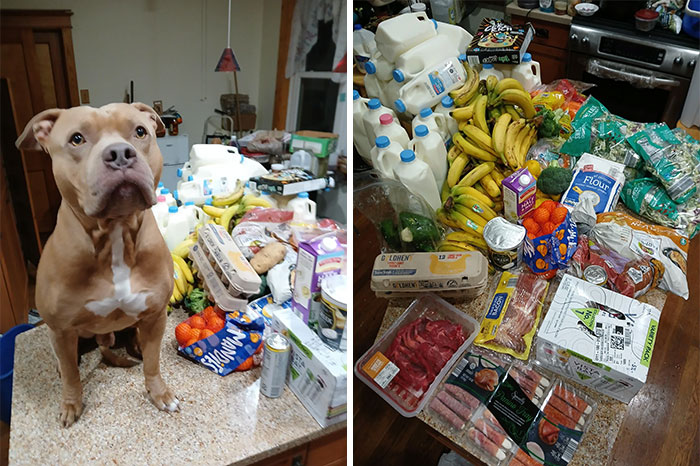Dog on counter beside large haul found dumpster diving, including bananas, milk, eggs, and various groceries.
