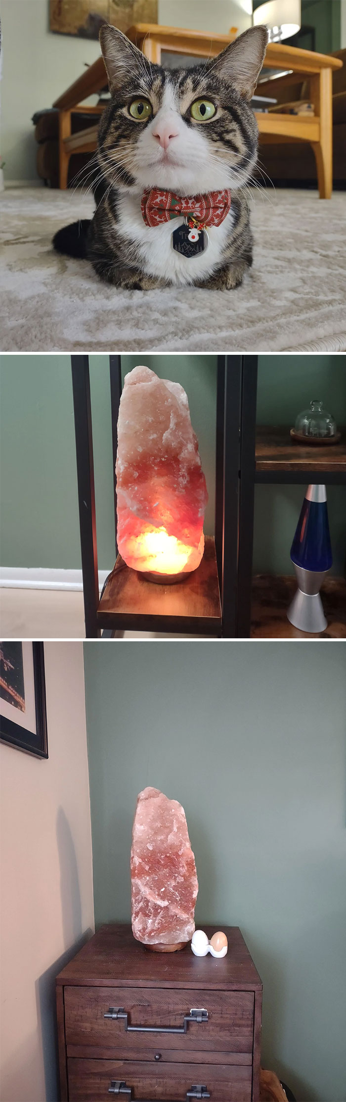 Cat wearing a bow tie on a rug, and a glowing salt lamp with wooden decor, found while dumpster diving.