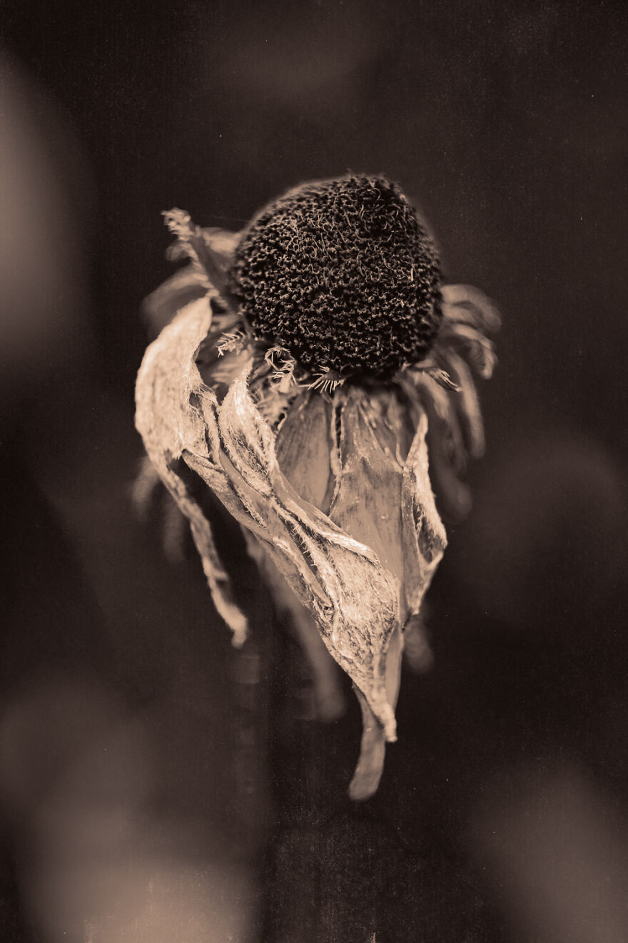 I Make Powerful Black & White Photos Of Dying Flowers