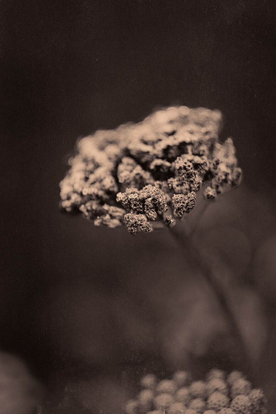 I Make Powerful Black & White Photos Of Dying Flowers