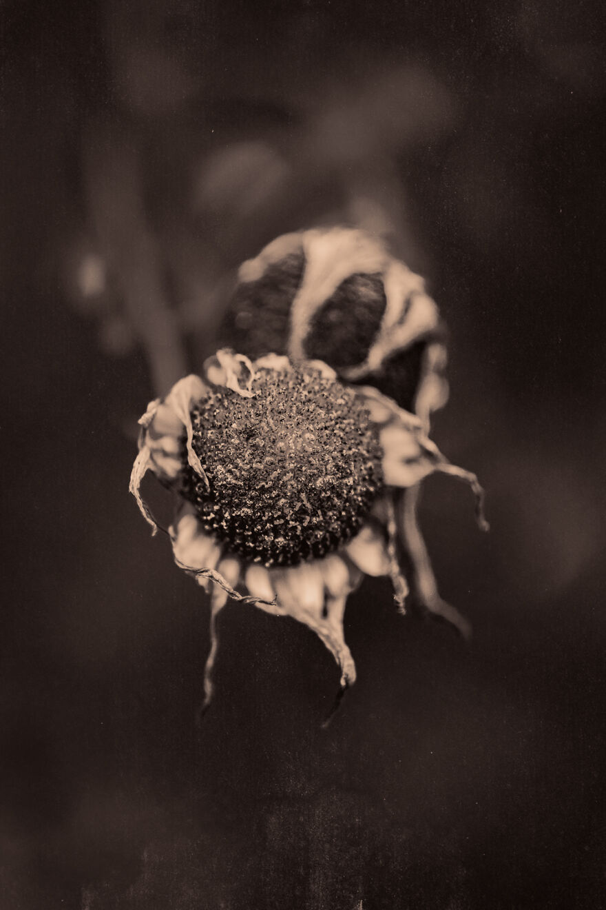 I Make Powerful Black & White Photos Of Dying Flowers