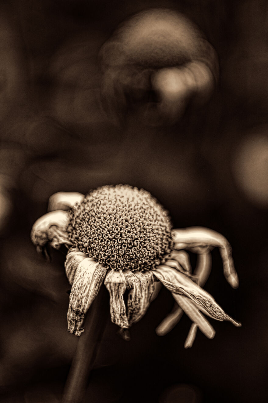 I Make Powerful Black & White Photos Of Dying Flowers
