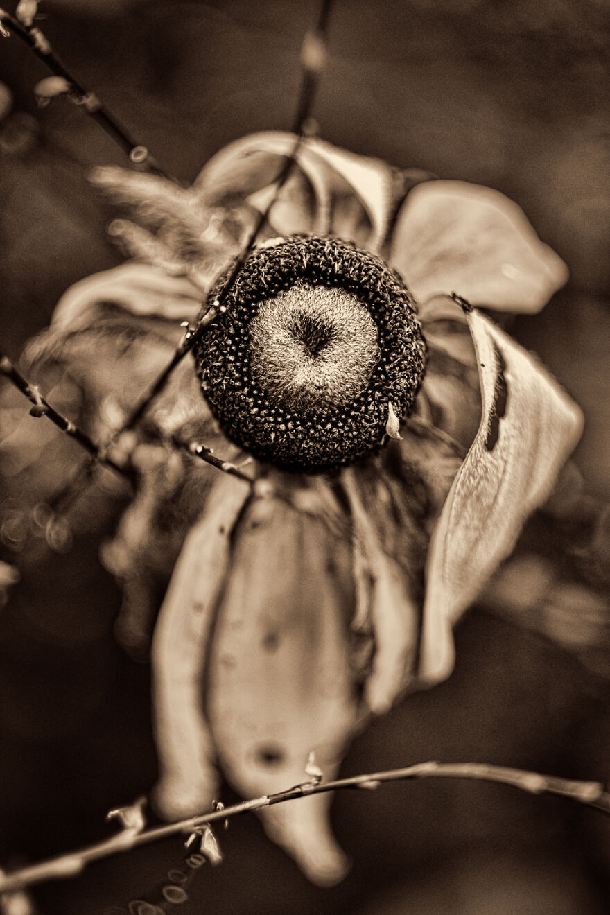I Make Powerful Black & White Photos Of Dying Flowers