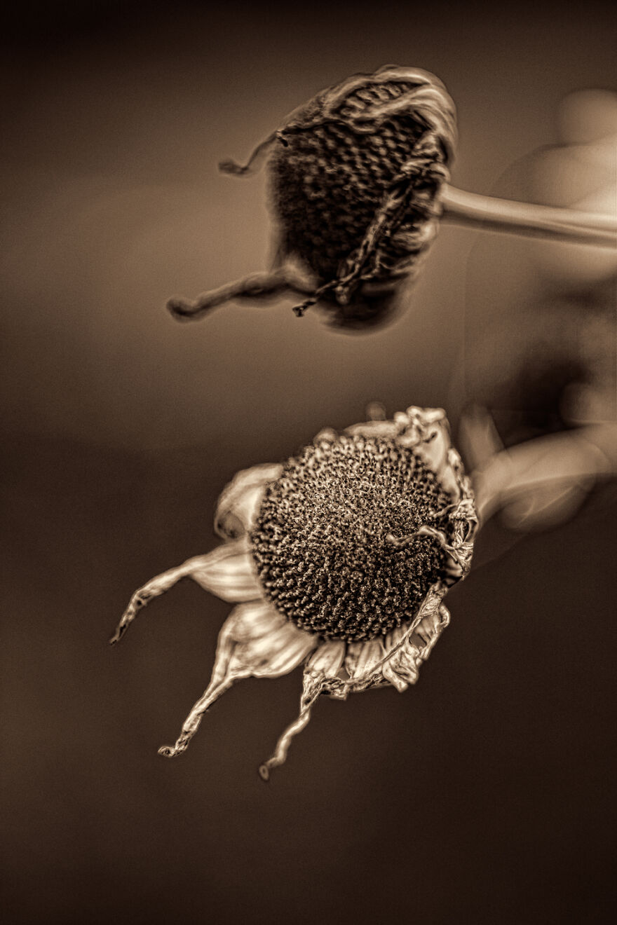 I Make Powerful Black & White Photos Of Dying Flowers