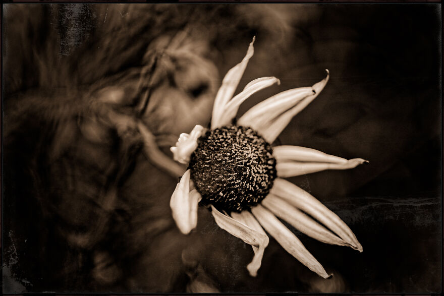 I Make Powerful Black & White Photos Of Dying Flowers
