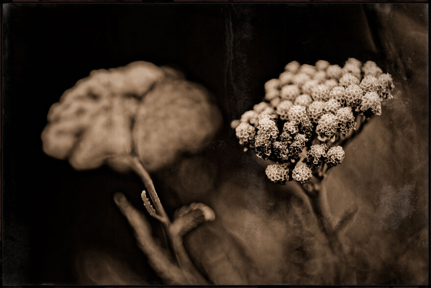 I Make Powerful Black & White Photos Of Dying Flowers