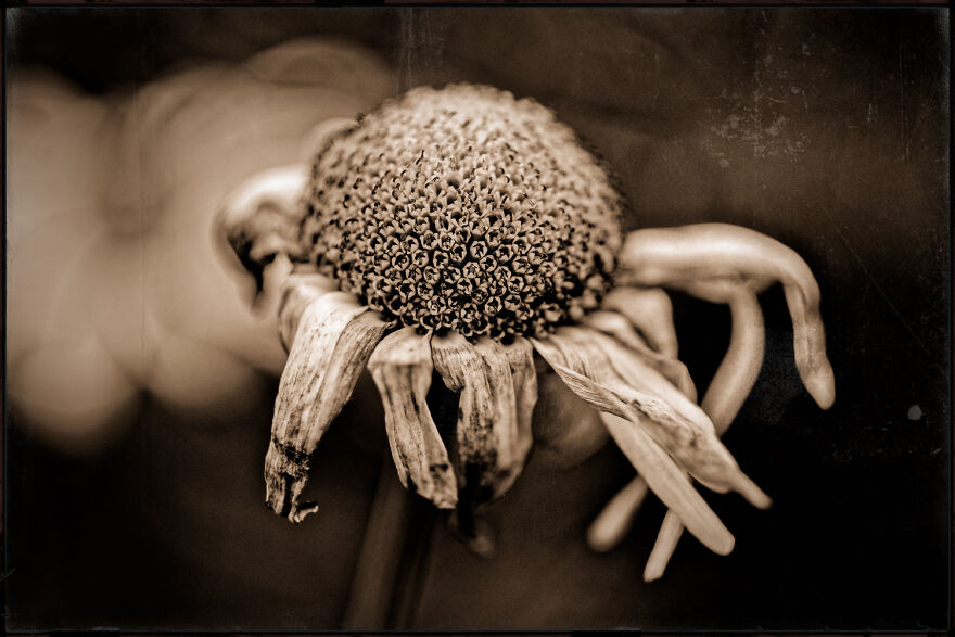 I Make Powerful Black & White Photos Of Dying Flowers