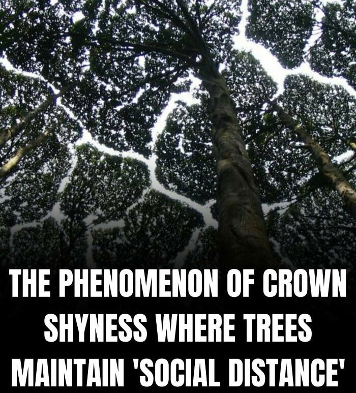 Trees displaying crown shyness with gaps between their leaves, as if maintaining social distance; an interesting fact.