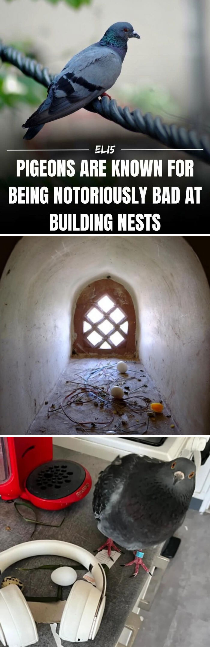 Pigeon on a cable, poor nest in a wall, another in headphones, illustrating interesting facts simply.