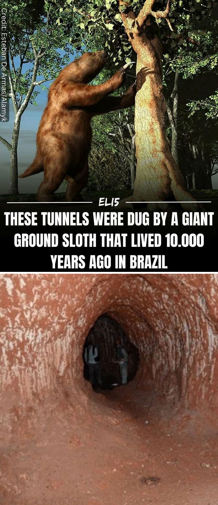 Giant ground sloth by a tree; tunnel it dug 10,000 years ago shown below.