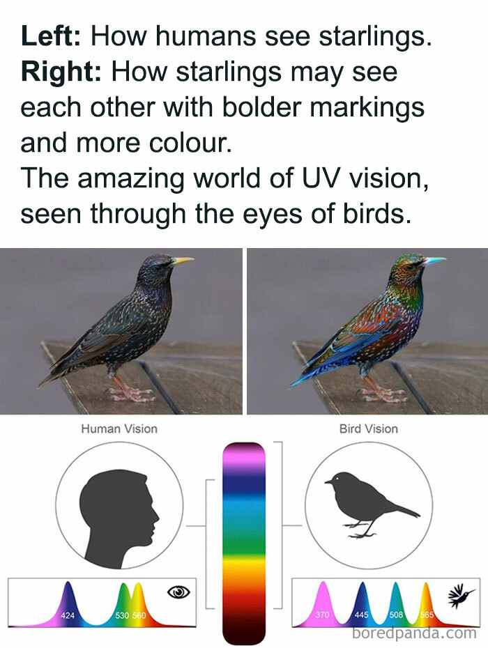 Bird vision comparison; human view vs. starling UV perception with bolder colors.