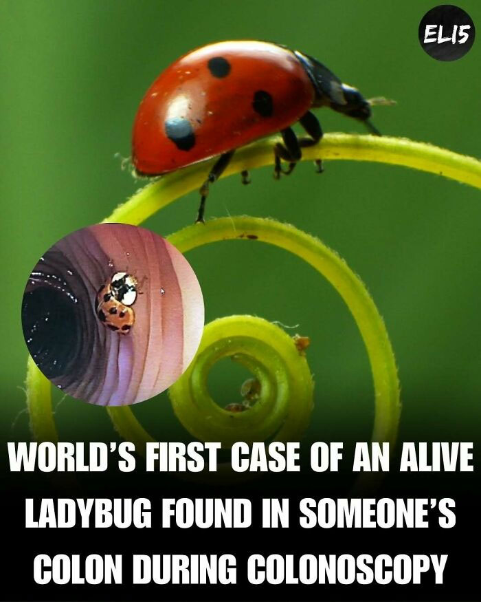 Ladybug on a green spiral with inset showing it inside a colon, highlighting interesting facts.