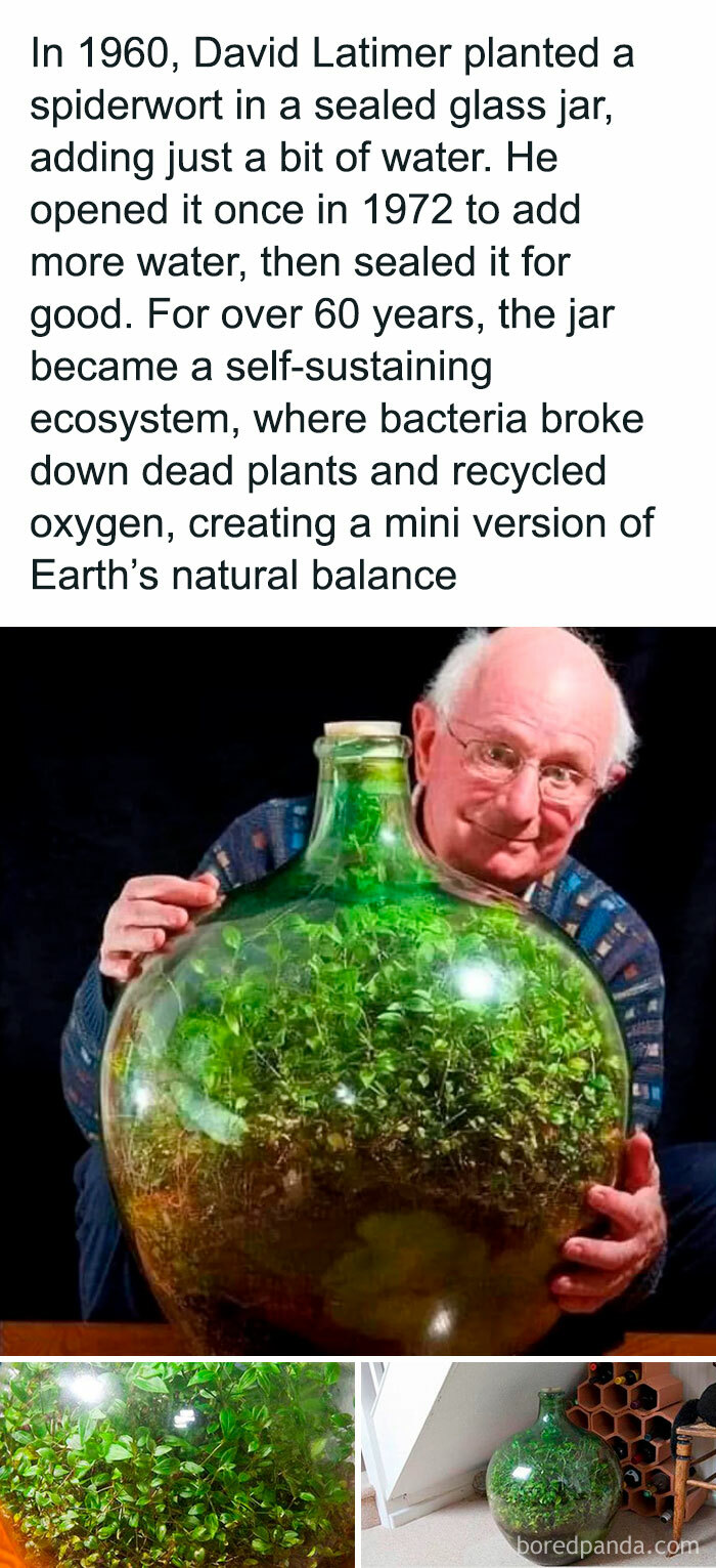 Man holding a large sealed glass jar with a self-sustaining ecosystem of plants inside.