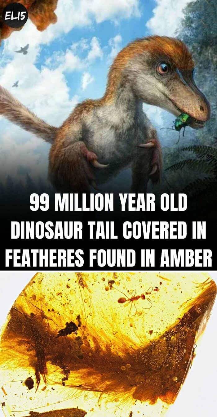 Dinosaur tail with feathers in amber; illustrated scene of a feathered dinosaur eating a beetle under a blue sky.