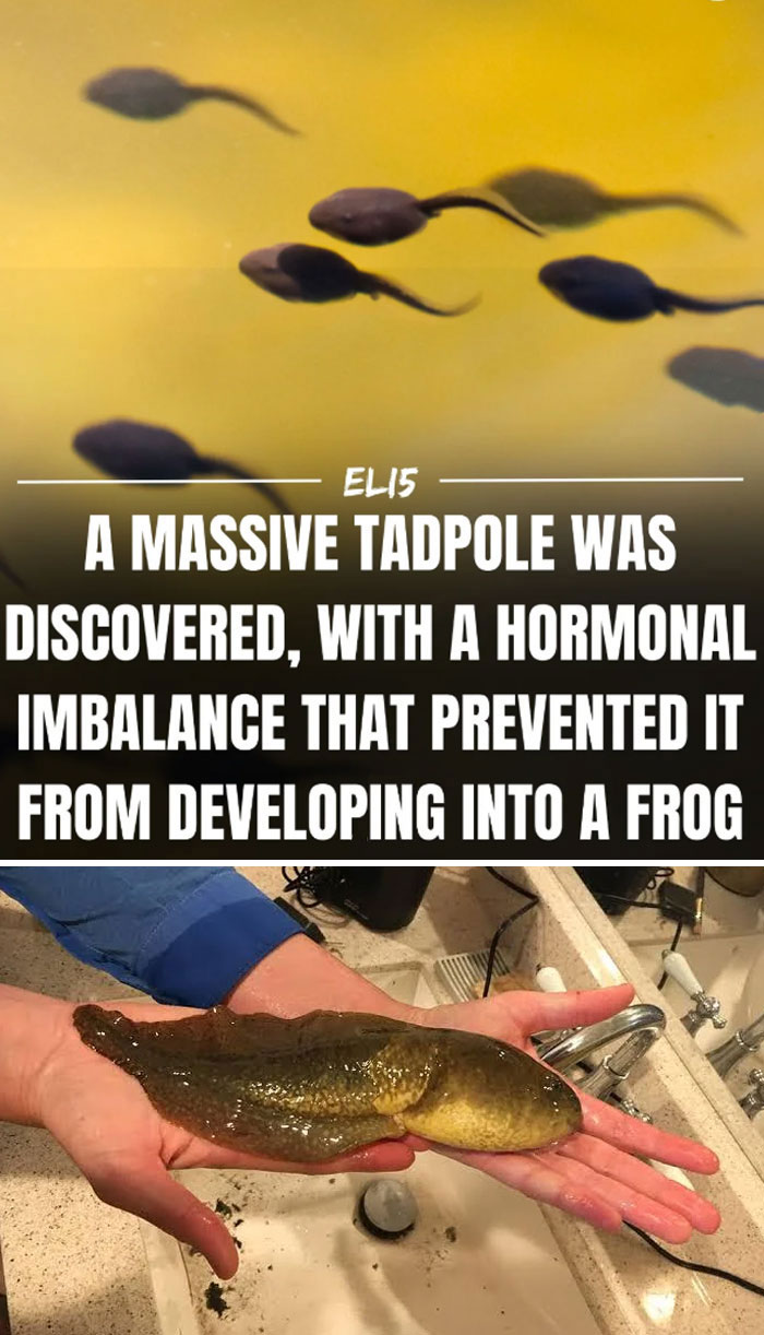 Person holding a large tadpole, showing an interesting fact about its hormonal imbalance preventing development.