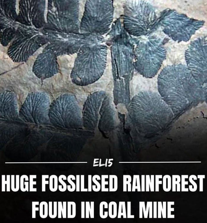 Fossilized rainforest leaves imprinted on rock, illustrating a simple fact for children to understand.