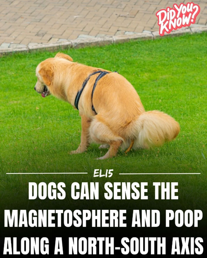Dog sensing magnetosphere, pooping north-south; fun fact for kids.