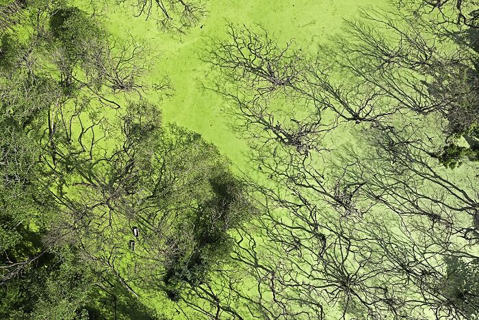 "Mapping The Death Of Mangrove Forest" By Payal Kakkar