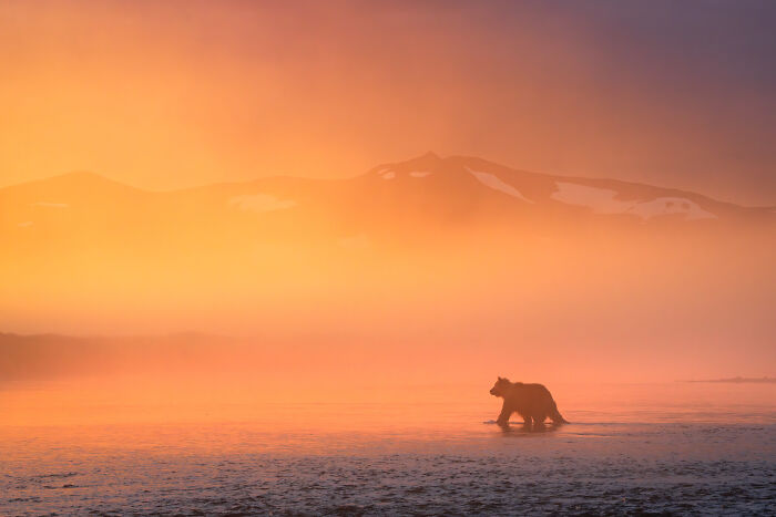 "Wildlife At Sunrise And Sunset" By David Swindler