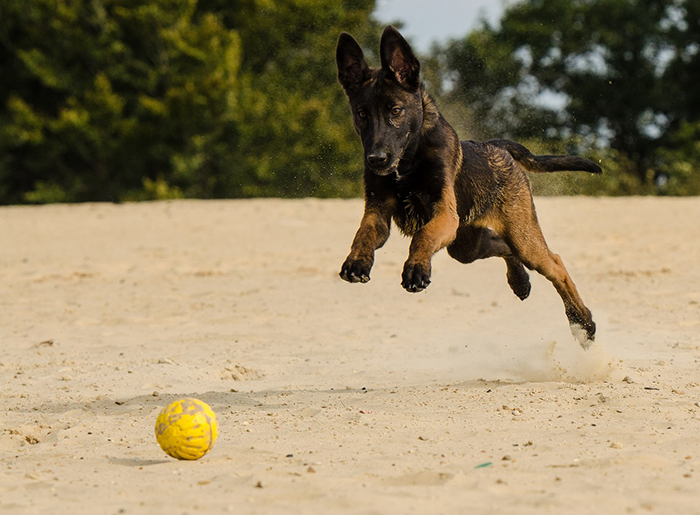A playful dog chasing a ball in a sandy area.