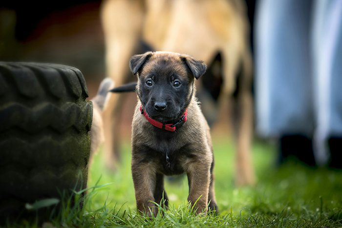A playful brown puppy with a red collar stands on grass near a large tire, symbolizing an untrainable dog in focus.