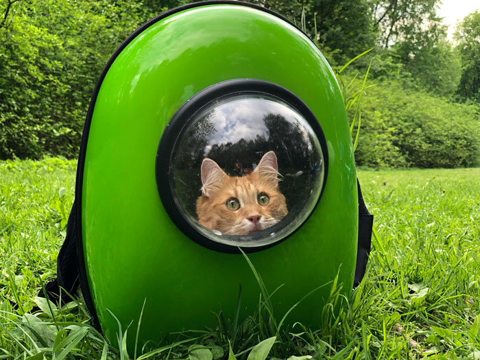 Cat in a green carrier backpack on grass, illustrating unique re-homing.