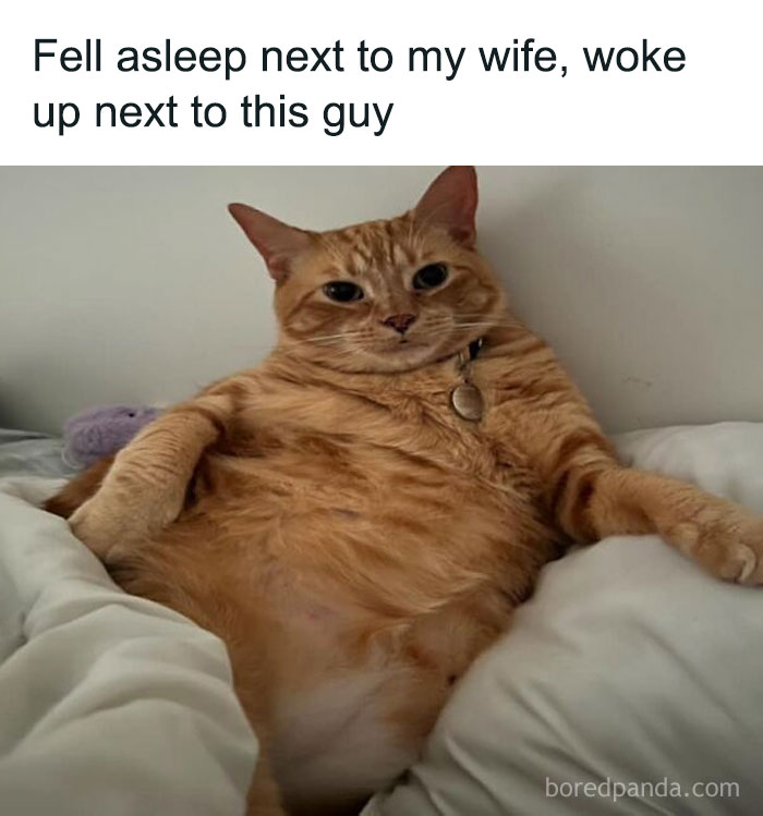 Orange cat lounging on a bed with a humorous expression, embodying full goblin mode.